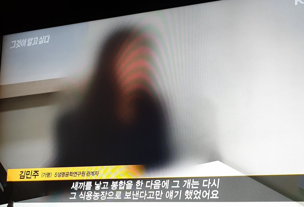 poqoute's tweet photo. 아지 심장약 먹일 땐 죽은 강아지를 그리워 하다 복제견을 만드는 사람을 이해 했는데 유전의 무서움을 알고나선 ... 동일한 강아지는 절대 존재할 수 없다는 입장으로 바뀜.
 2017년 서울대 수의대 동물실험실 내 도사견들의 모습을 보곤 할말을 잃음... https://t.co/BV5n4OLjdp