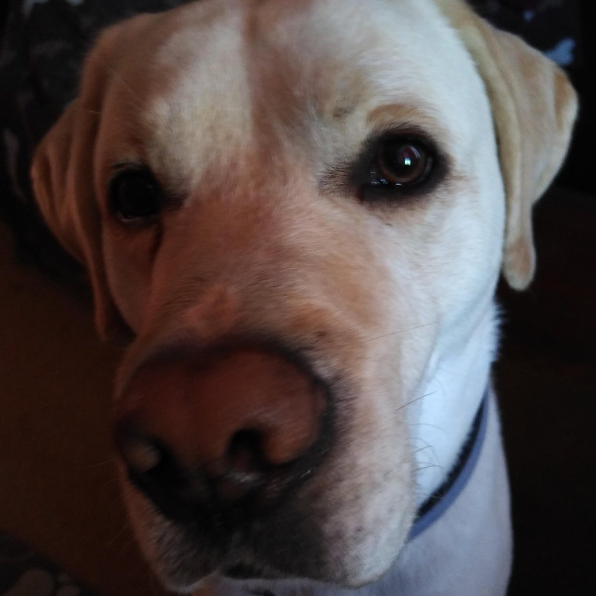 Suziemac7's tweet photo. Mama made scones! I would like to try one! #sconesaturday #pleeeease #yellowlab #ilovefood https://t.co/5UDN8puncA
