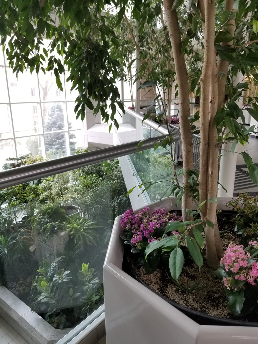 PsychonErrantry's tweet image. When I was little I was thinking about the #universityofguelph because I couldn't get enough of plants (and animals). Somehow I ended up @Brescia and in #psychiatry but I appreciate @usask #hortweek for fueling my inner child today. Now I just need #urbanchickens . . . ?