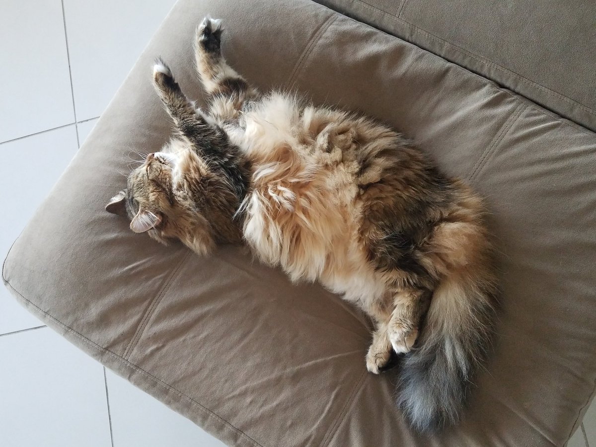 #MyNaturalCat Malibu