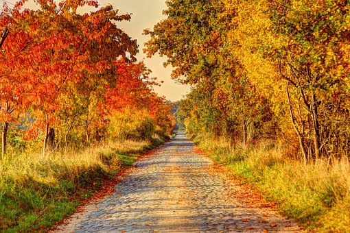 DestRecommended's tweet photo. Daily COOL! An autumn postcard on a cobblestone lane in Altmark, Germany! Been to the Altmark? Rate and review it at https://t.co/JltcfwuvZp. #AltmarkJetzt #Altmark #ReiselandSachsenAnhalt #SachsenAnhalt #VisitGermany #Germany #Deutschland #VisitEurope #Europe #foliage #travel https://t.co/CGuUzPtASC