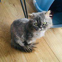 StrawbCatRescue's tweet photo. Petunia 2yr Persian girl. Strictly indoor only and only cat.
Petunia was dumped as she had a sensitive tummy. Gorgeous  loving little girl.
Adoption fee is £300

PLEASE EMAIL IF YOU WANT TO ADOPT STRAWBERRYRESCUE@OUTLOOK.COM https://t.co/aXli5YFyXi