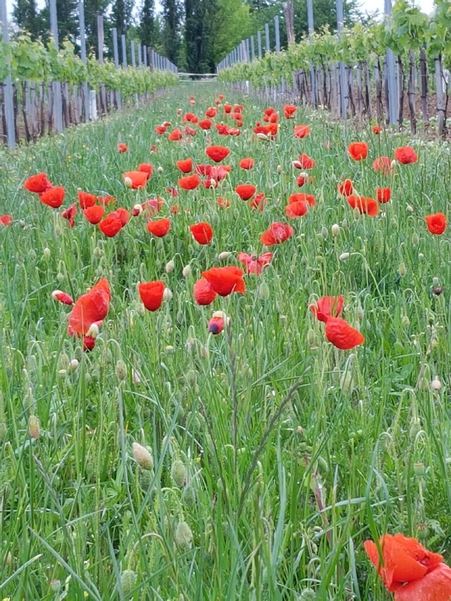Vignes mères à greffons de <a href="/AmblevertViti/">Pépinières D. Amblevert</a> : richesse de #biodiversité !