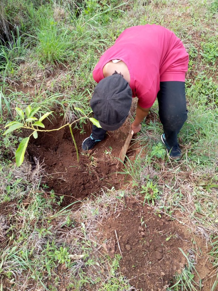 MitiAlliance's tweet photo. A successful day tree 🌳 plantings at TreeSide Special school.We have 19 schools to go join support &amp; help make a difference in Kenyan schools through setting up Orchards. #MakeitRain @UAPOldMutual  @Citibank @nicbankkenya @imbankke @citizentvkenya @MagicalKenyaUK @Turnup_Travel https://t.co/V1yH6vD0XN