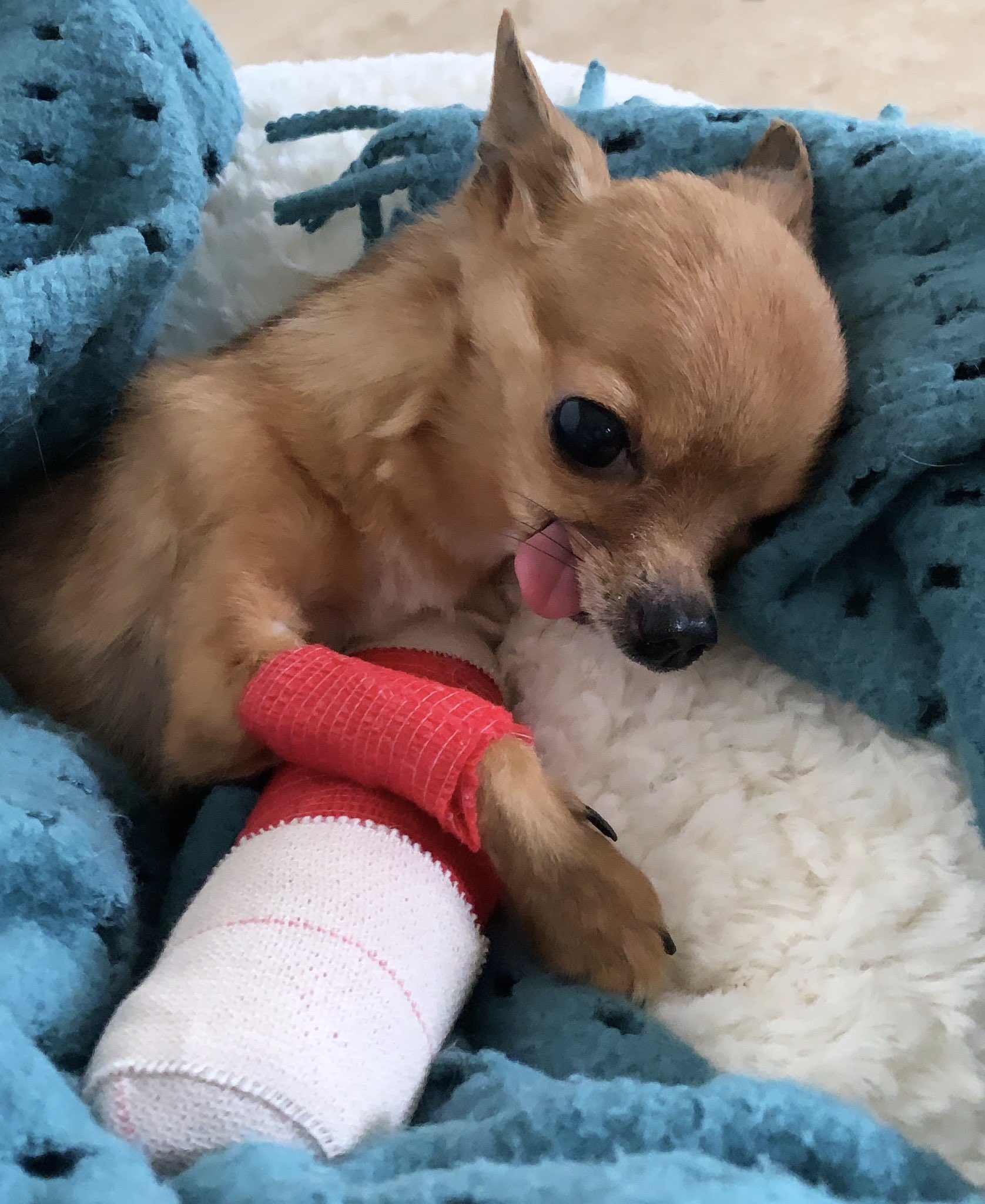 Chihuahua With Broken Jaw | new.quodecpower.com