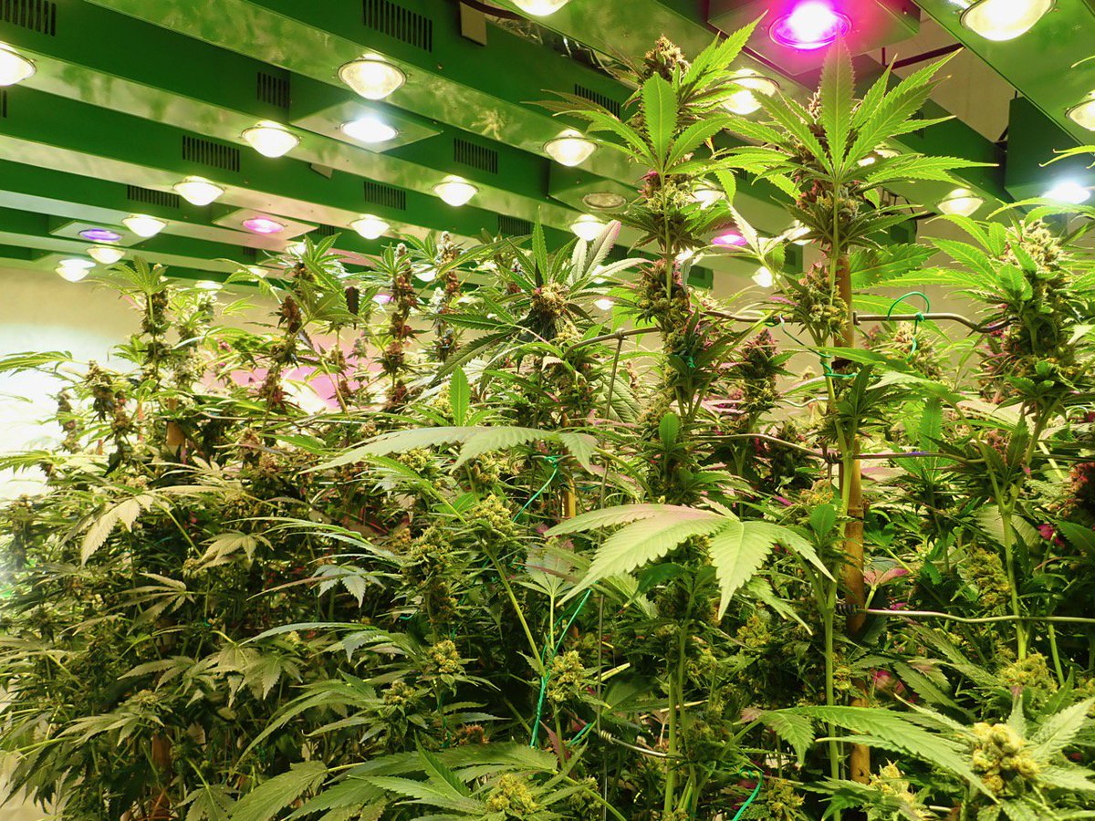 greenfusionled's tweet photo. 👩‍👧These beauties were all Moms before they were put into #flowering

#stayhighgirl #gethigh #lit #stoners #hardcoreog #crumble #pufftuff #dabbingtime #larryog #stonergirls #stonergirlsarethebest #stonerchicksdoitbetter #stonercommunity #tattoo #sunny #stonergirlcommunity #dabbers https://t.co/1F8GazA2KJ