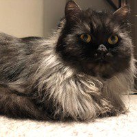 strawberry persian rescue