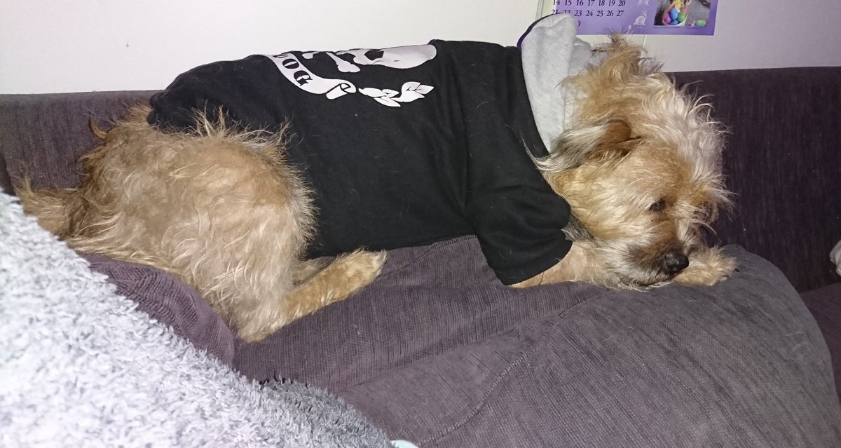 Poppy_MindDogAU's tweet photo. Gave her back a bit of space π
Nothing if not considerate π
#CouchSurfer #TopDog #BTPosse #AussieDogs #Scruffybum https://t.co/kYbnl2GSVv
