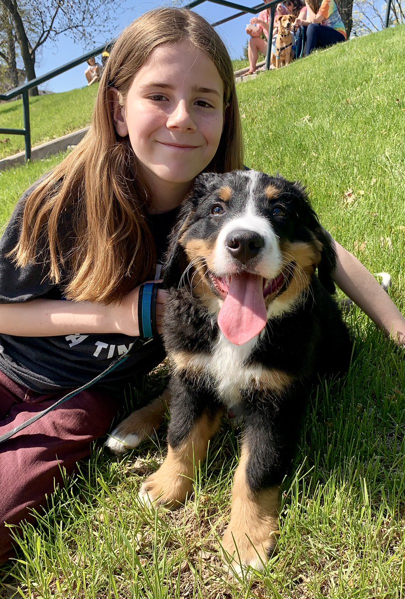 bernese mountain dog apartment