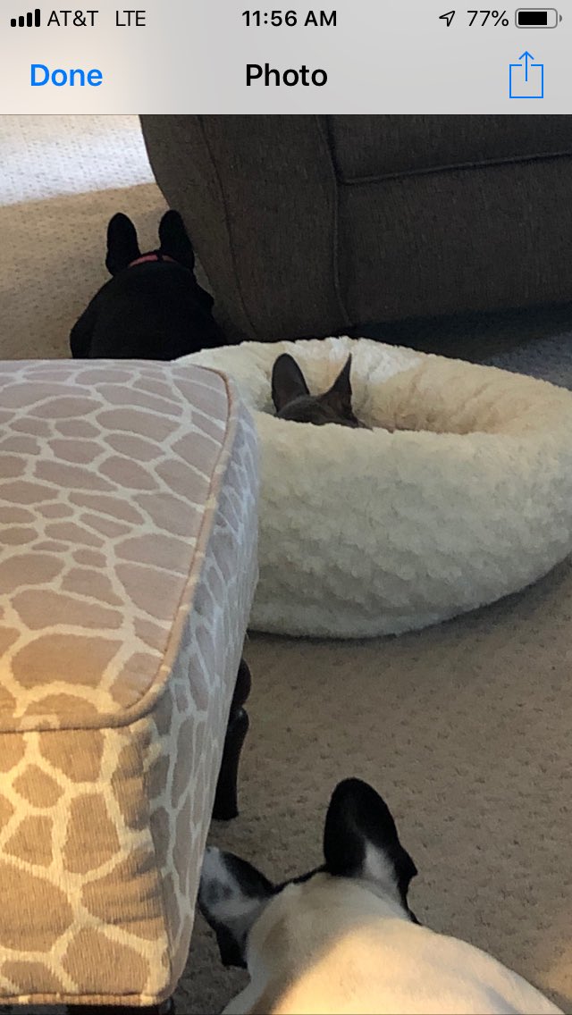 doug_stetz's tweet photo. Ears... https://t.co/R5fbfE7gWG