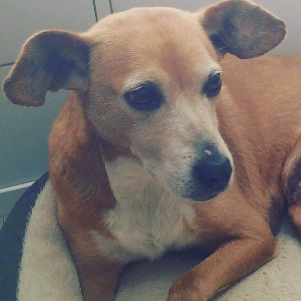 Our amazing supporter Jean came up with the idea to make friendship bracelets in memory of her beloved dog Cluasa. They are available at the center for 2 EUR each and we will also look into possibly getting them shipped in the future. All proceeds will go towards our animals ❤