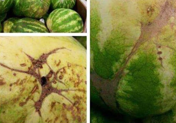 หลายคนชอบเคาะฟังเวลาเลือกแตงโม แต่อยากให้เพิ่มการสังเกตดูอีกสองอย่างก่อนซื้อ ตามที่มืออาชีพและผู้เชี่ยวชาญแนะนำคือ เลือกลูกที่มีจุดสัมผัสดิน สีเหลืองยิ่งเข้มยิ่งดีหมายความว่าสุกด้วยแสงแดดและเลือกลูกที่มีรอยคล้ายใยแมงมุมสีน้ำตาลบนผิว หมายความว่าผึ้งผสมเกสรหลายครั้ง รสชาติจะหวาน 😋