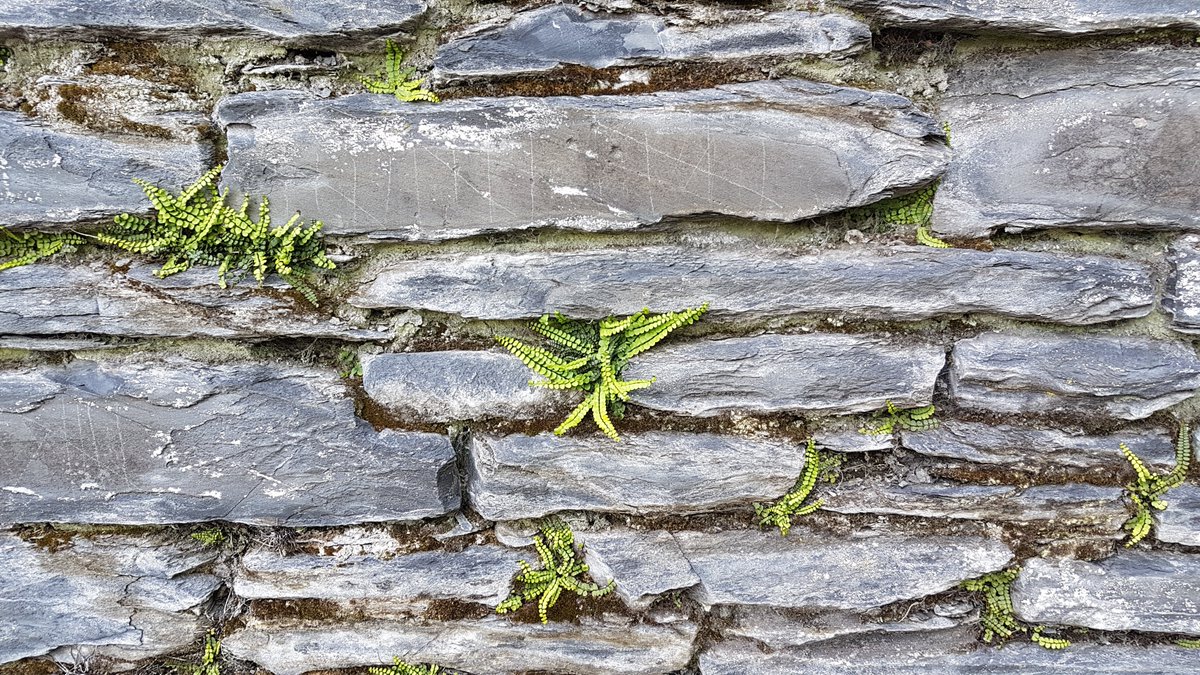 CatalyseC's tweet photo. Another welcoming & productive #CATCumbria meeting today. Thanks Barbara W and also @dawnebennett3 & Andrea Daykin who shared their experience & reflections on implementing #FiveSession #CognitiveAnalyticConsultancy. And the sunshine & beauty of the Lake District! https://t.co/AcswMq9OhZ