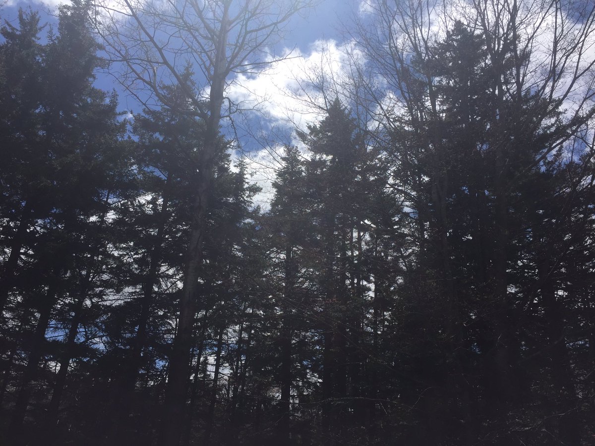 Feel that Vermont sun 😎🌲🌲