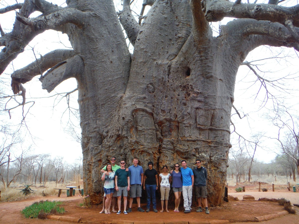 Это был огромный дуб. Баобаб (Адансония пальчатая. Дерево Бао баобаб. Самое толстое дерево в мире баобаб. Исполинский баобаб.