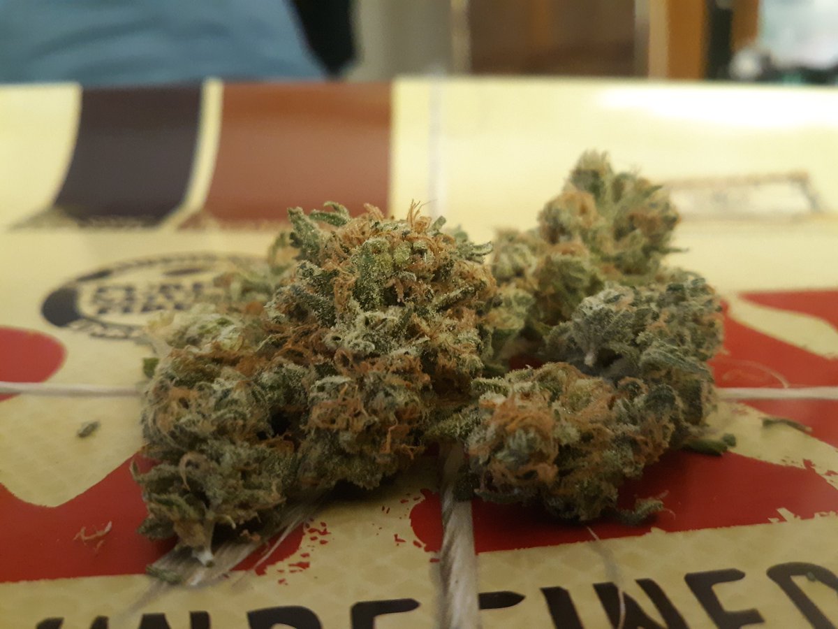 Genetix seedfinder strains cannabis Christmas Cookies Strain Allbud | Christmas Cookies