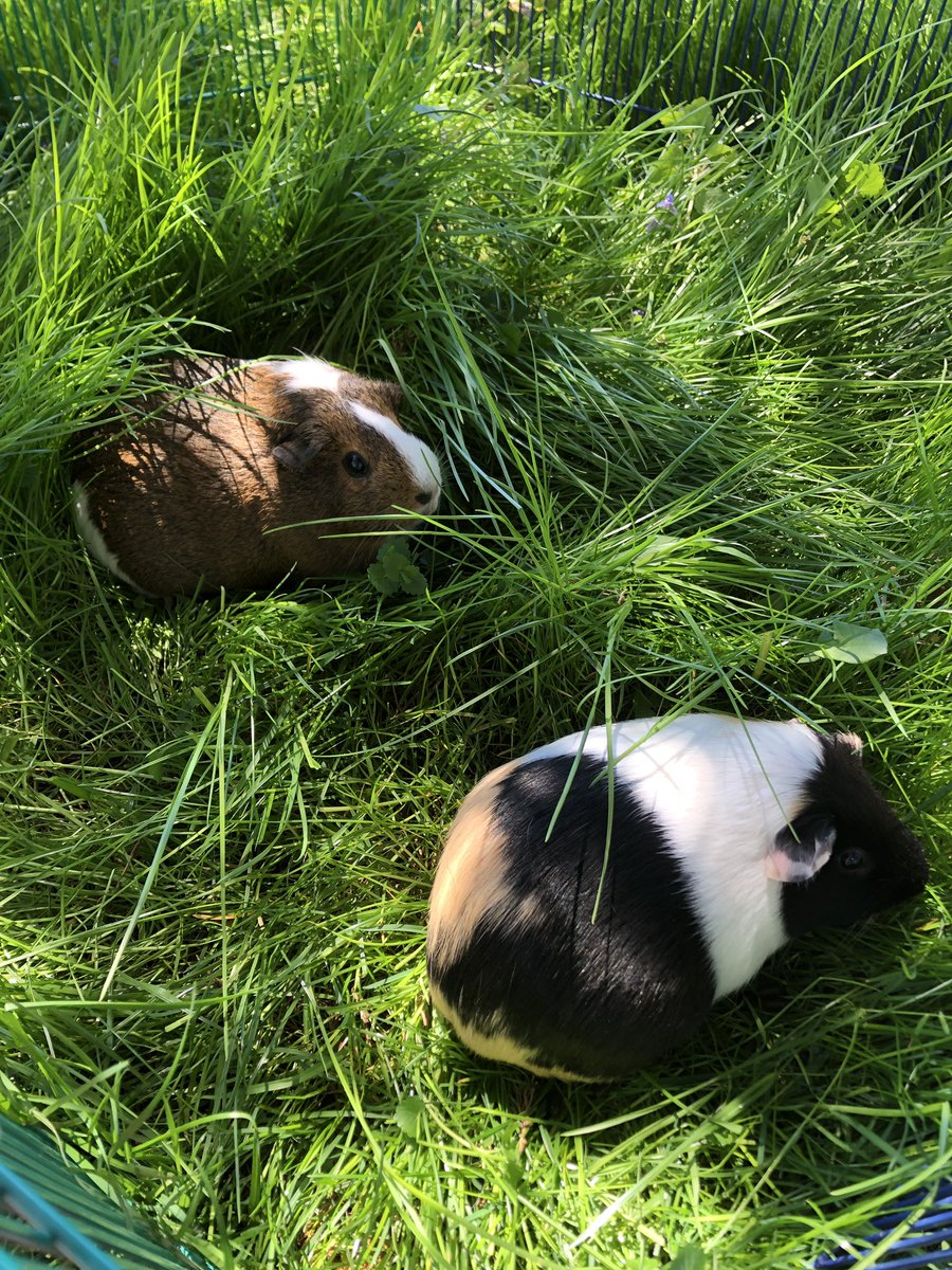 NoodlesGPig's tweet photo. Jungle piggies. https://t.co/jZLnv1X7xu