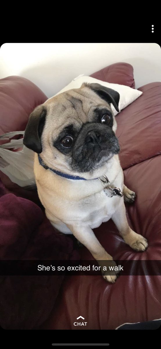 PebblesPug's tweet photo. Always with the wide eye looks https://t.co/akz2MLt8VY