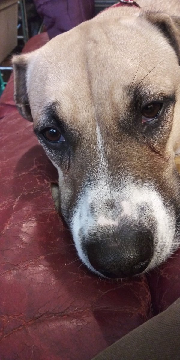 AllPetBrigade's tweet photo. Simply pondering the meaning of life; Ollie is a soulful creature full of love & compassion. Ready for #adoption from @AllPetBrigade just over a year old, this lady is ready for you to #adoptme! #apbpets #pets #apb #opt2adopt https://t.co/cq8ZPC7w5f
