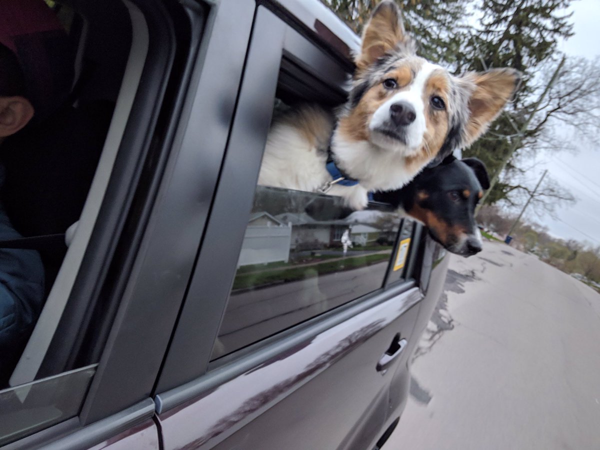 AusPupThoughts's tweet photo. I don’t know why, but Mom missed the turn for the dog park. She must have forgot the way. If you know how to get there, tell her 💃 #thoughtsofdogs @dog_feelings @dog_rates #dogsoftwitter https://t.co/bjr9AOM9si