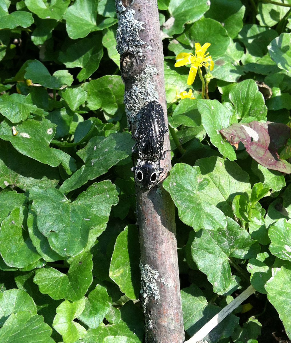 deconners's tweet photo. Spotted this cool eastern-eyed click beetle (Alaus oculatus) today at Amherst State Park while picking up trash for Buffalo Niagara Waterkeeper's Spring #ShorelineSweep. @BNWaterkeeper https://t.co/85ADDrN1zK