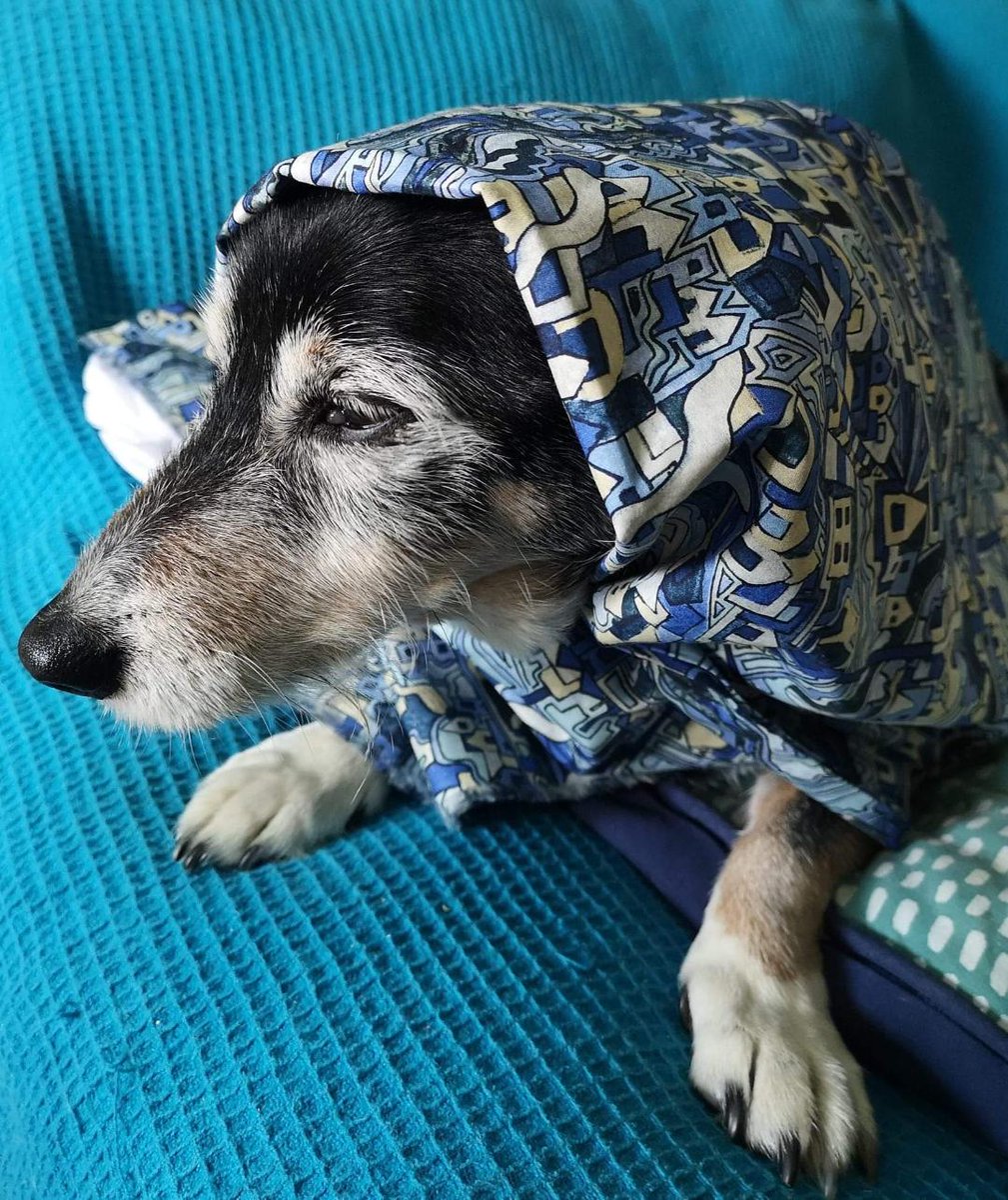 duncang65's tweet photo. Maisie is sweet 16 and modelling a bespoke @LibertyLondon Tana Lawn cotton hooded gown Maisie likes to investigate people's pockets & lick them vigorously She is interested in promoting world peace & vermin control #DuncanGrant #TanaLawn #cotton #LibertyDiscovers #LibertyOpenCall https://t.co/jRTNoT3gQ6