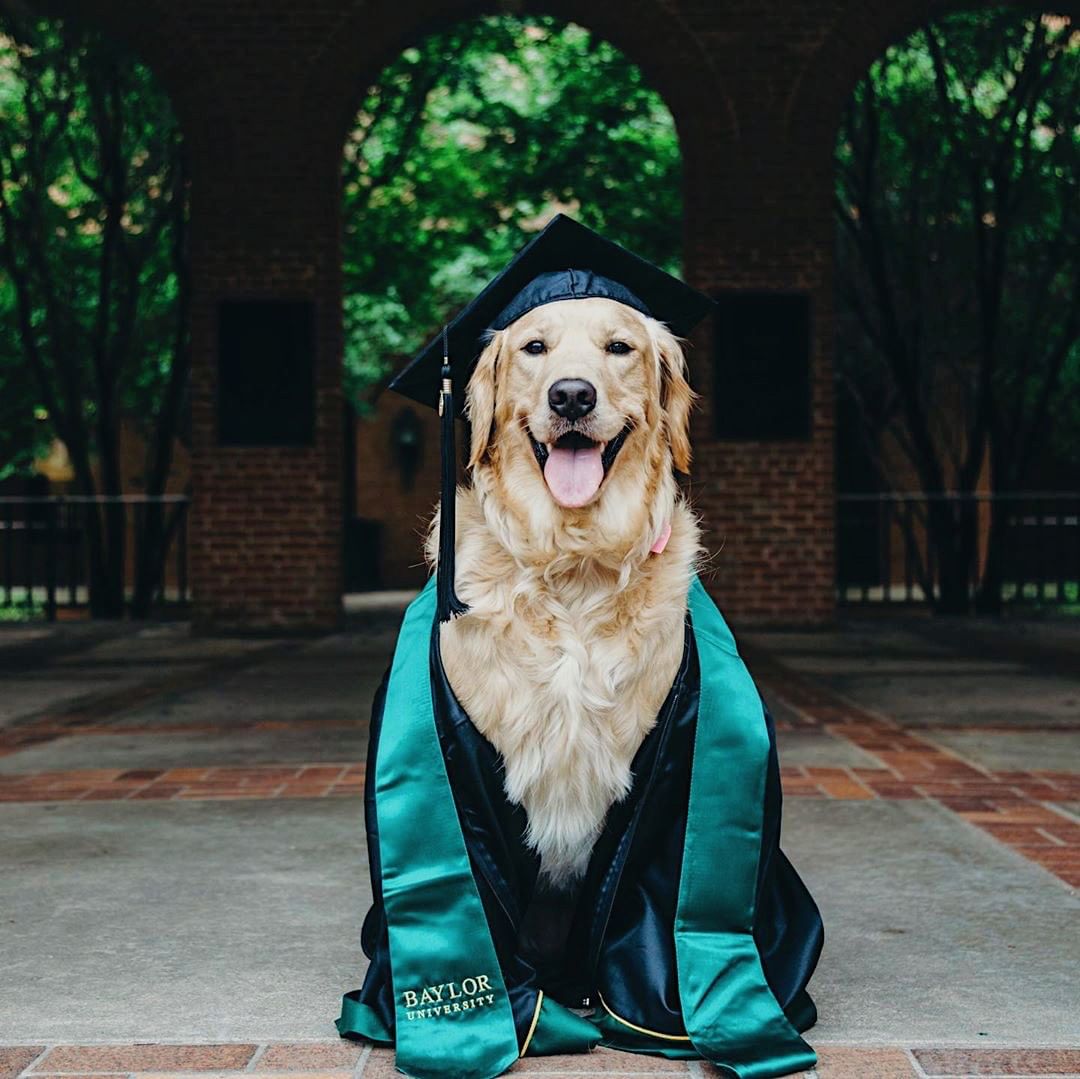 baylor dog jersey