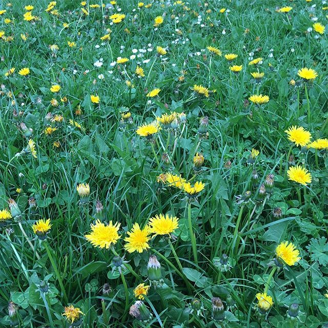 CT_Osteopathy's tweet photo. A square of happiness. #nature .
.
.
.
#green #grass #londonparks #calm #takeamoment #selfcare #mentalhealth #breathe #walk #springtime https://t.co/JOo7rOGwXq https://t.co/O8K8SXhTuy