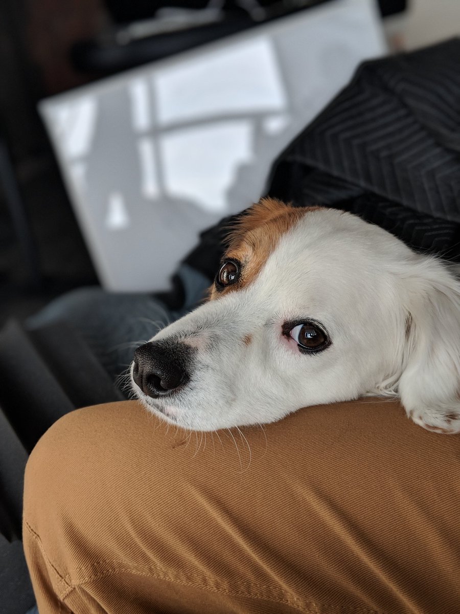 MKBHD's tweet image. Sometimes I think Mac knows I&apos;m talking to a camera, but other times he gives me this worried look like&quot;dude why are you talking to yourself so much&quot; 😅🐶
