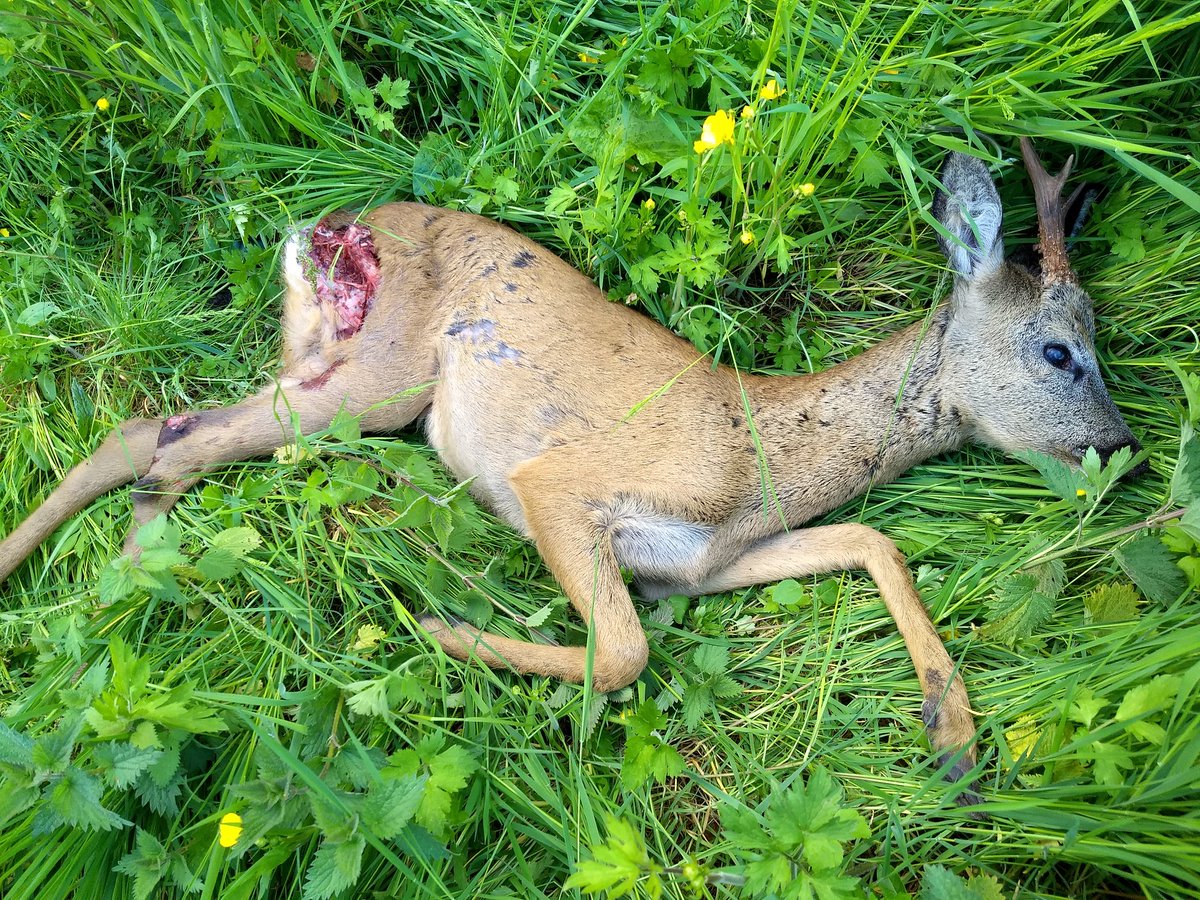 BoswachterKees's tweet photo. Twee reeën minder op 1 avond. Eén aangereden door een auto, andere dood gelopen tegen hek. Sowieso één opgejaagd door een hond, andere hoogstwaarschijnlijk ook. Komende weken vliegen de bekeuringen voor loslopende honden u om de oren in Zuid-Kennemerland, zielige smoes of niet. https://t.co/LnBi81q5n0