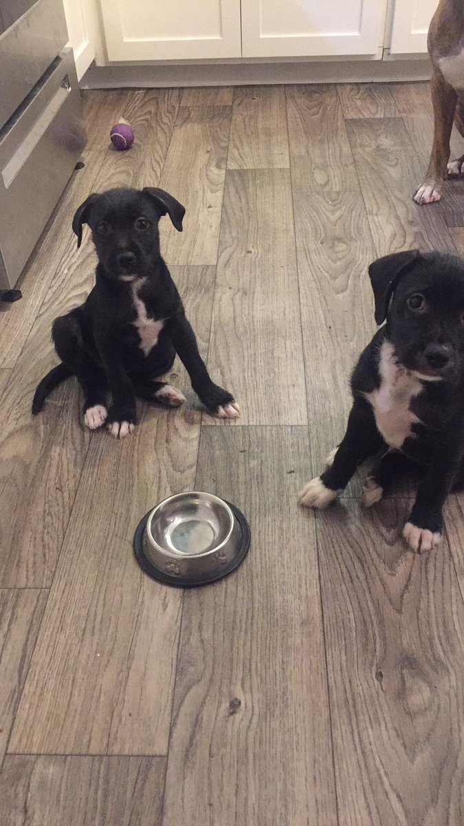 Sarah & Nathan 3 months old lab mixes waiting for their forever homes! $250 adoption fee fully vetted :) pittypaws.org for a application!