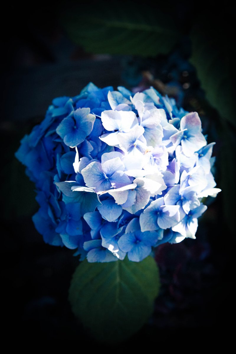 Calling all volunteers! It’s not too early to sign up! One of the perks of volunteering for the annual Cottage Tour is getting to the see homes for free. Click on the following link to see available shifts: signup.com/go/FpaahXW