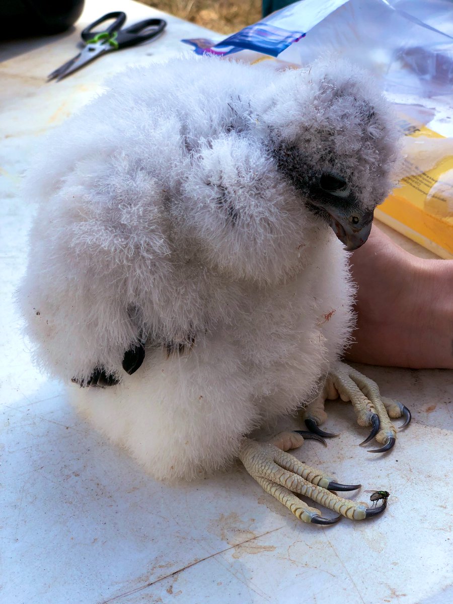 🚨 WE HAVE A BABY PEREGRINE FALCON THIS IS NOT A DRILL 🚨