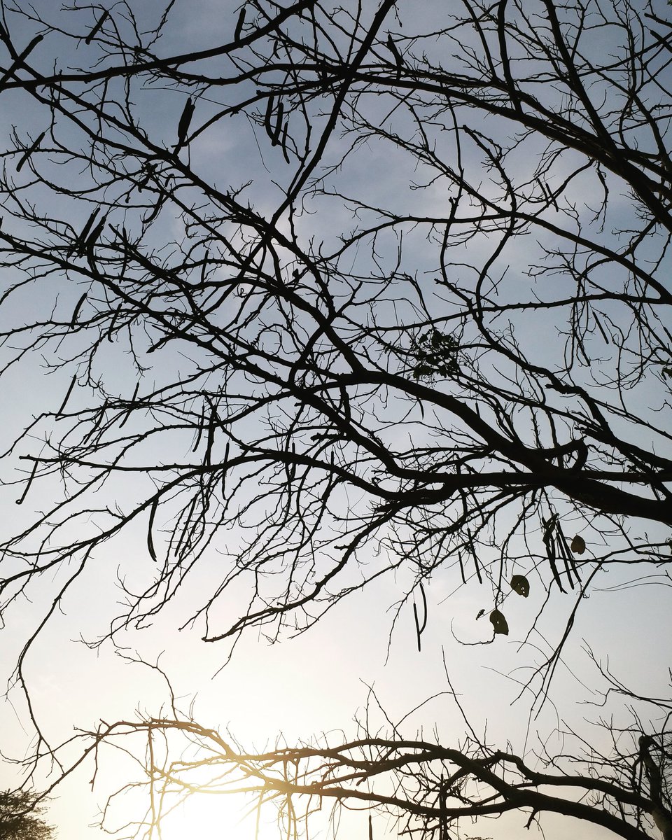 aarti kapur singh (@aartiksingh) on Twitter photo To bloom, you must shed
Take off every vestige of the past...unlearn, unhinge...that's when the new will blossom... With <a href="/EscapeRouteIn/">Escape Route</a>
#inmycity #saturdaystories #sunset_love #shed #unlearn #letgo #treescape #readytobloom #tree_pictures #chandigarhdiaries To bloom, you must shed
Take off every vestige of the past...unlearn, unhinge...that's when the new will blossom... With <a href="/EscapeRouteIn/">Escape Route</a>
#inmycity #saturdaystories #sunset_love #shed #unlearn #letgo #treescape #readytobloom #tree_pictures #chandigarhdiaries