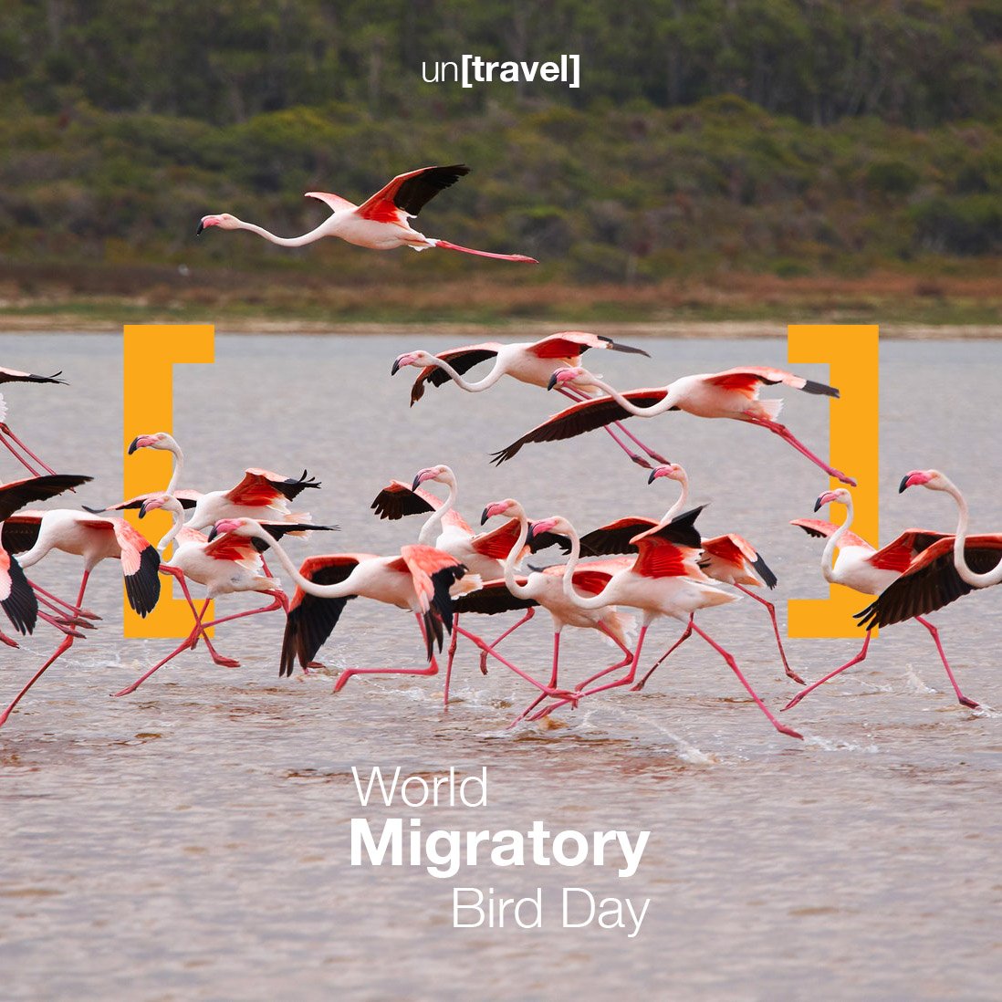 Let's get down to the basics. The migratory birds are not your average birds chirping around in your balcony. These are the original un[travellers]. Travelling long distances and calling the world their home. 

#WorldMigratoryBirdDay #LiveSustainably #PlasticPollution