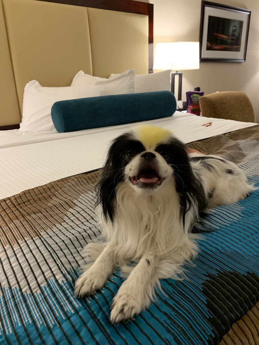 RafaChin09's tweet photo. Happy national #DogMomsDay to @akgonzal327 and all the other fur mommies https://t.co/jHcBroR19g