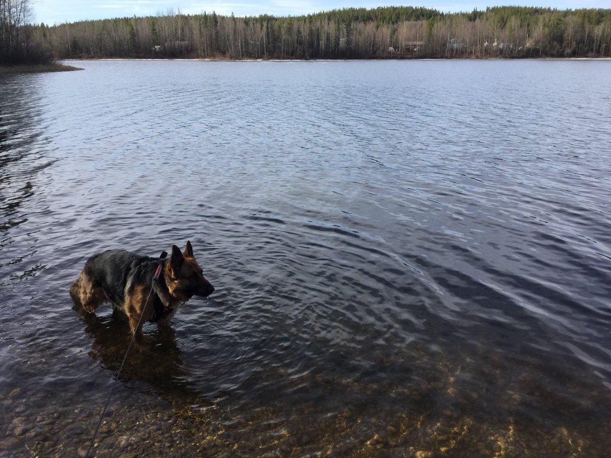 MinermanScotti's tweet image. Feels good to get wet in a little #water #YukonSpring #DogsWithJobs #RunningWild #S/E #Yukon