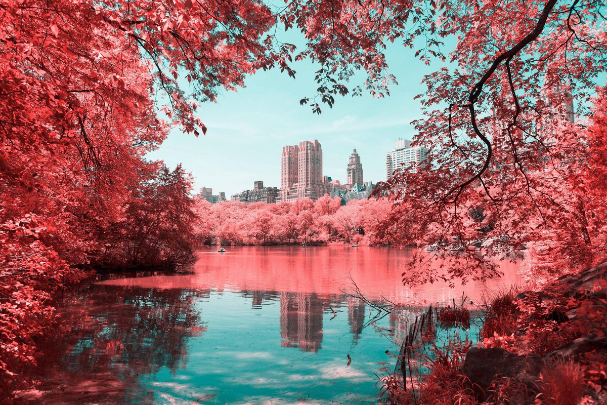 gorgeous_pix's tweet photo. New York Central Park with Infrared Lens. From u/spicedpumpkins on /r/mostbeautiful #newyorkcentralpark #infraredlens #mostbeautiful https://t.co/ZPKSnMHn9k