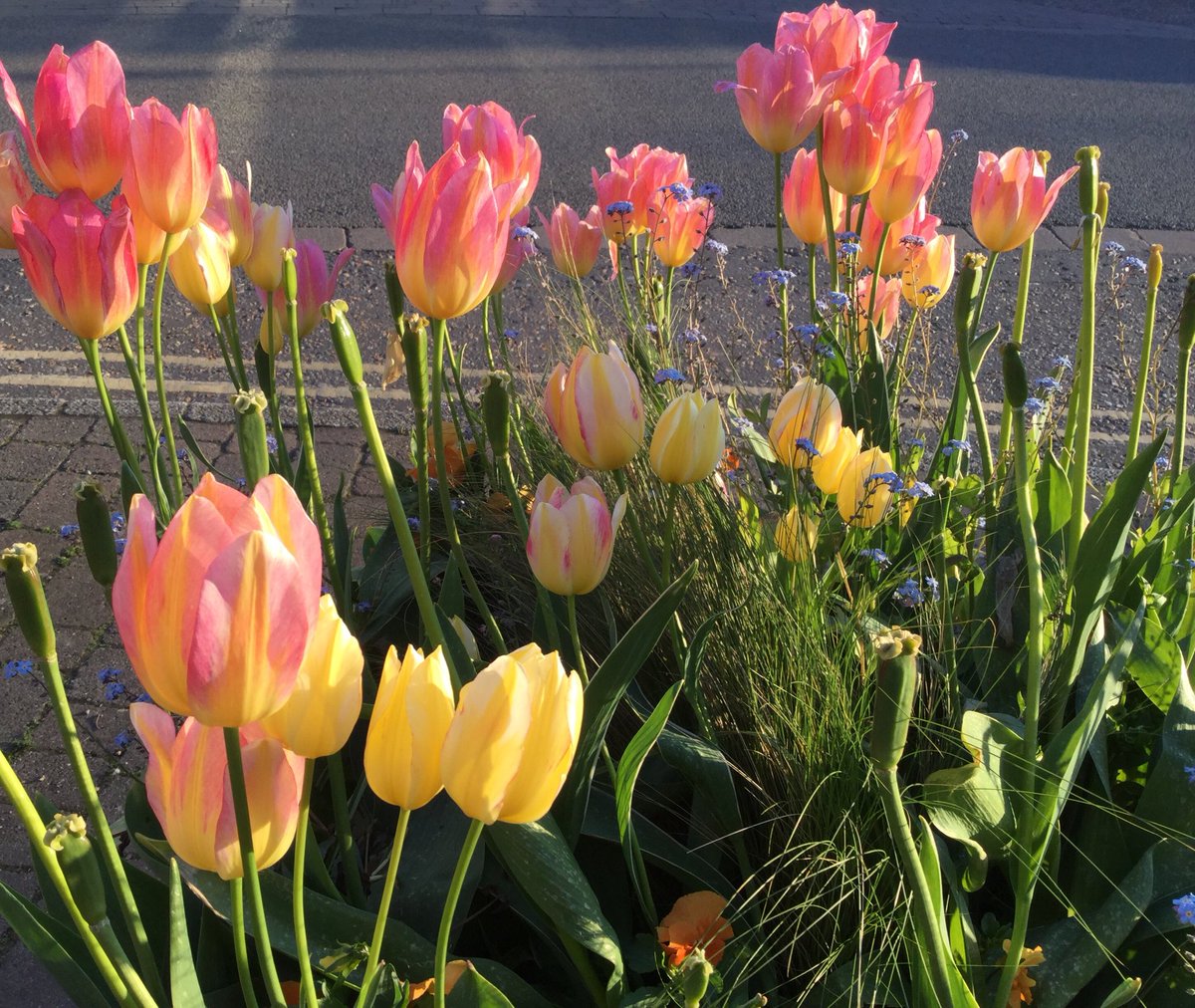 dancinggoatfram's tweet photo. WOW Jem, those tulips outside just keep giving! https://t.co/ERYvQvqzxK