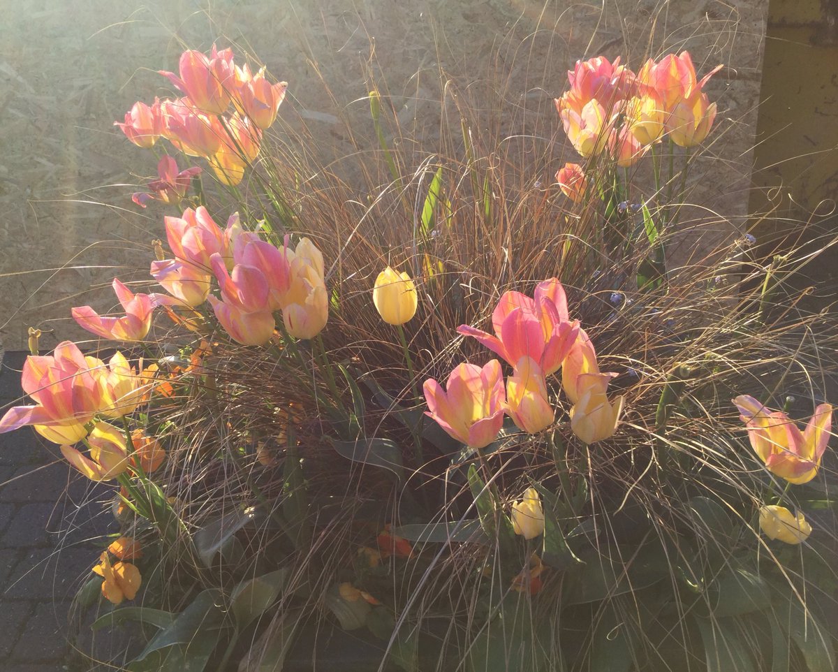 WOW Jem, those tulips outside just keep giving!