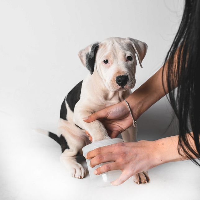 hyperscrub's tweet photo. Good paw hygiene makes all the difference between an infected/irritated paw and a healthy paw. Our unique HyperScrub makes maintaining good paw hygiene simple, quick, and convenient. 
👉https://t.co/Qxy2RbgLoo https://t.co/GPakfvH4Y4