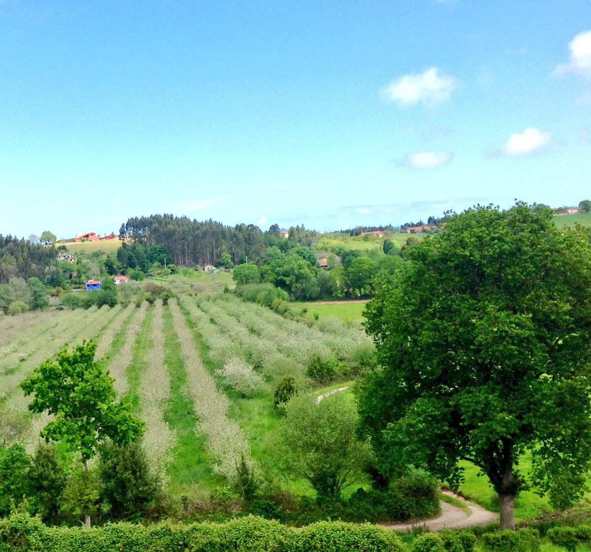 EMBrutnature's tweet photo. Las variedades de nuestro #Terroir el ritmo de la #floracion #fincasanjusto (mejor plantación 2015/16/17/18) #Collaos #floreciendo 🌸🌺@sidradeasturias #flordelmanzano #CosechaPropia #ElGobernador #Sidra #cider #villaviciosa #Asturias https://t.co/iN8Qbt8jYR