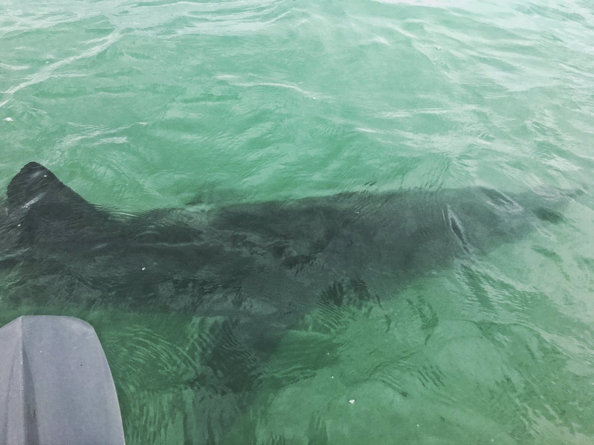 Marco_Frattini's tweet photo. #baskingshark today off the coast of #rome #italy while #kajaking amazing @Agenzia_Ansa @repubblica @rep_roma insta marco.frattini https://t.co/EGBYtPUoqp