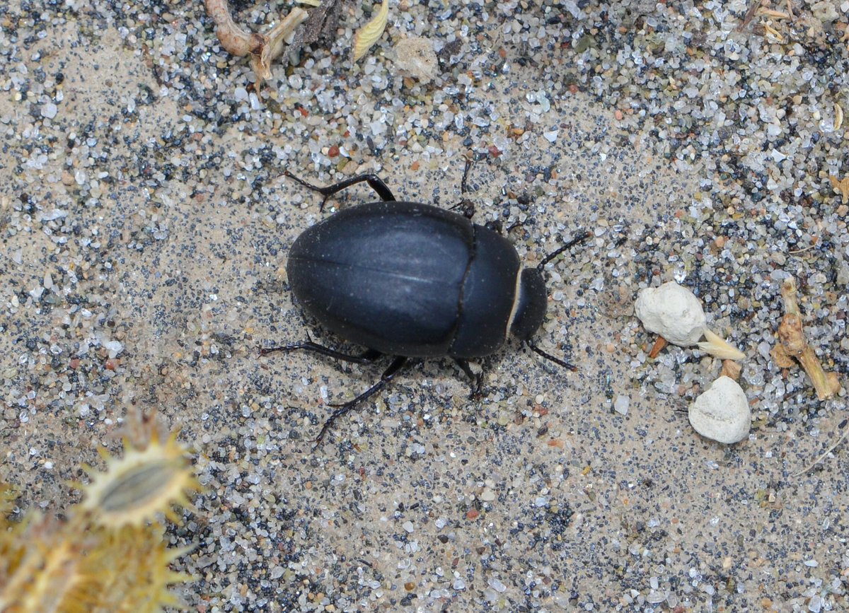 Four more of the beetles i have seen in Kos over the last week, proving beyond doubt that #Ourworldisworthsaving