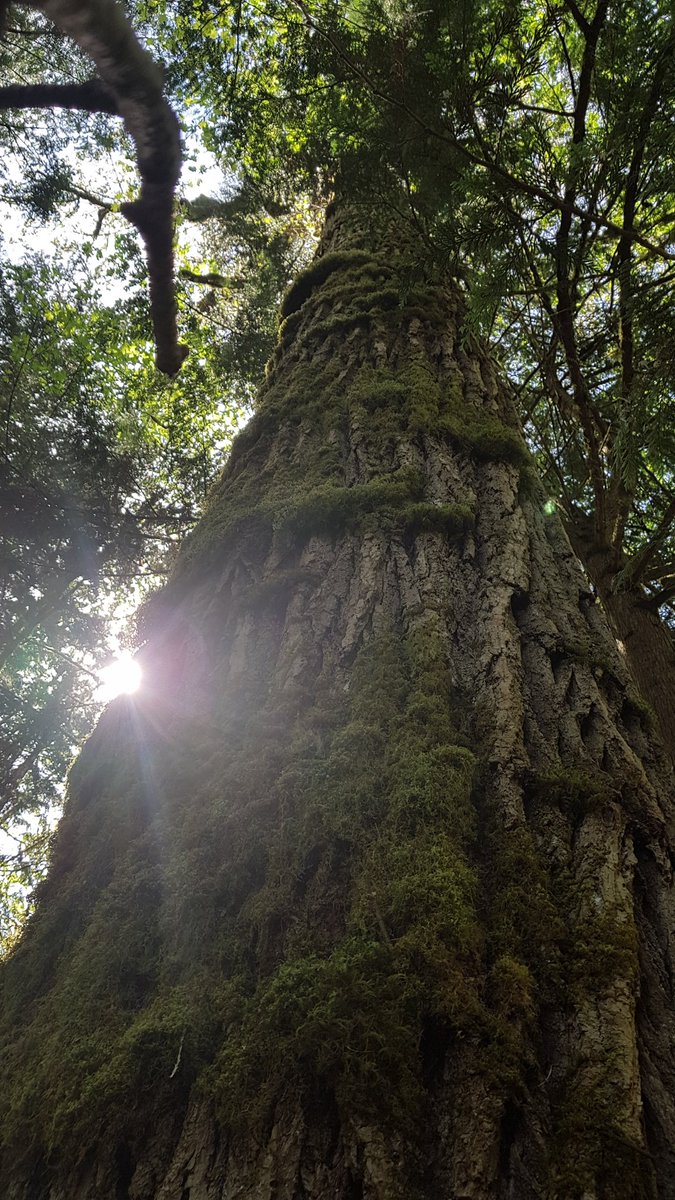 peggybe_oonujut's tweet photo. Had to have a quick peek at cedar roots 

#RelationshipToLand
#NoCanoeRacesForMe https://t.co/39XjbNDwZD