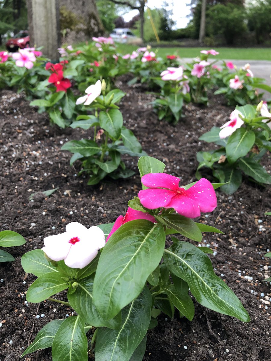 Carol Porter DNP, RN, FAAN tweet media