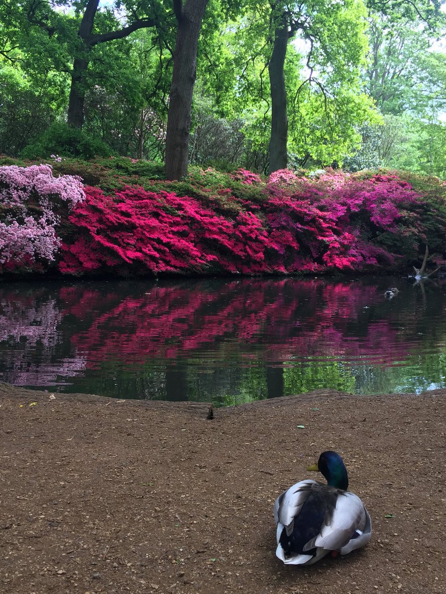 Blak_Outside's tweet photo. 38 years after #BobMarley โFly away home to Zionโ #skanked thru #WimbledonCommon saw #Selassie signs #NordicWalking not #Wombling to #flow past #BeverlyBrook #streaming into #RichmondPark ... #WalkThisMay #LondonNPC #BigLunch #Blak_Outside โค๏ธ๐๐๐ถ๐พโโ๏ธ๐ฆ๐ณ https://t.co/GLdJXwkqSQ