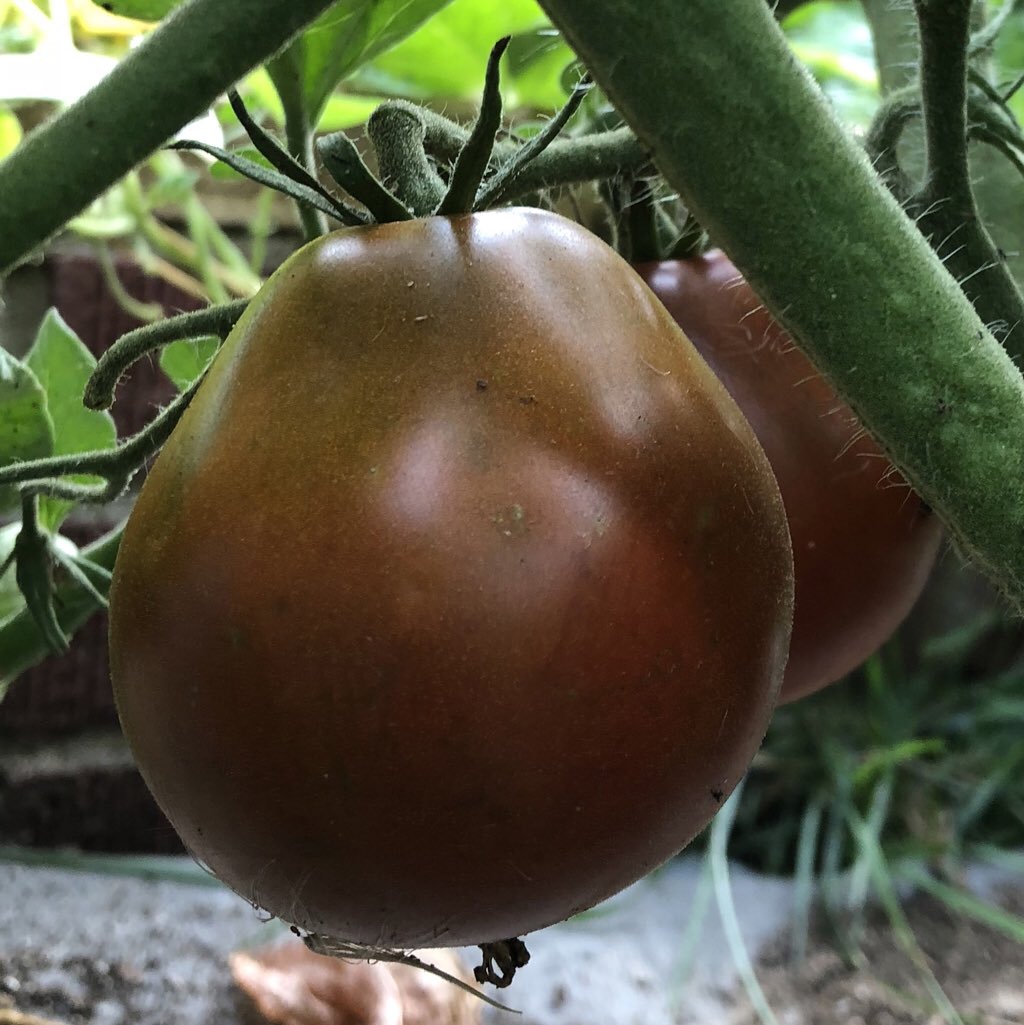 AmkhaSeed's tweet image. ‘Japanese Black Trifele’ is an indeterminate potato-leaf heirloom variety that despite its name, was actually bred in Russia. amkhaseed.com/products/tomat…

#tomatoes #organic #garden #food #sustainable #foodforest #seedsaving #homesteading #urbangarden #growfood #growyourownfood #seed