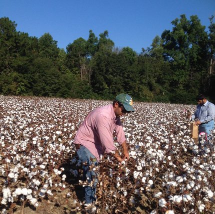 “Now that we know which part of the cotton #genome controls fiber quality, we can now develop tools to select for these traits…and desirable combinations of genes to improve multiple #cotton fiber quality traits.” Read more: crops.org/science-news/e…
