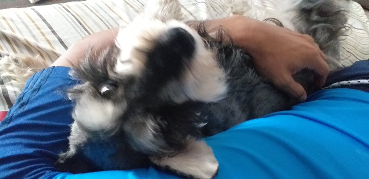 Diegoloher2's tweet photo. Holi #Abby #Dieguitto https://t.co/89sdxXzVTW